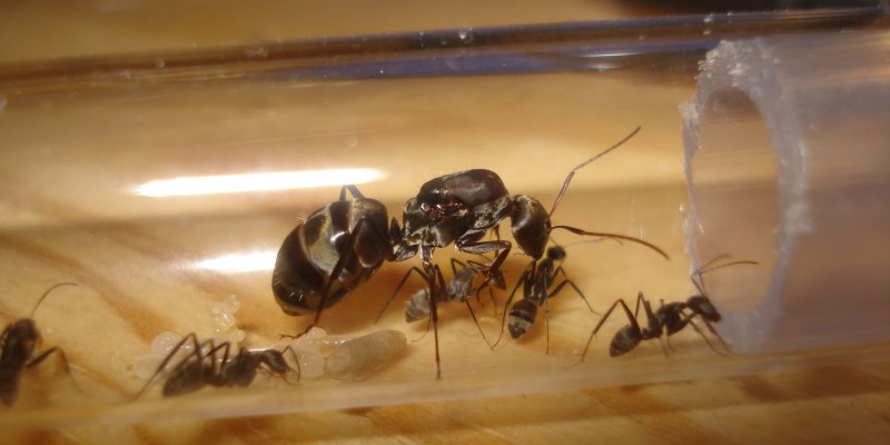 Camponotus sp d&#039;Afrique de l&#039;est