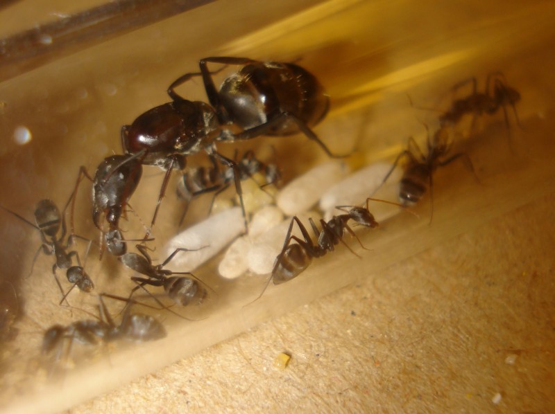 Camponotus sp d&#039;Afrique de l&#039;est