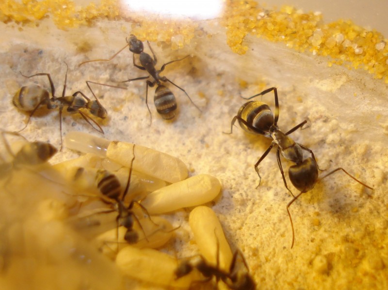 Major Camponotus sp. d&#039;Afrique de l&#039;Est